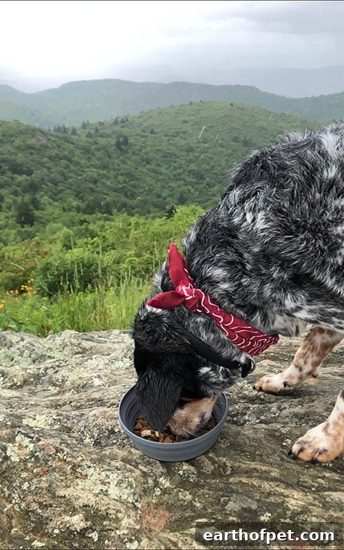 Japhy on a hike