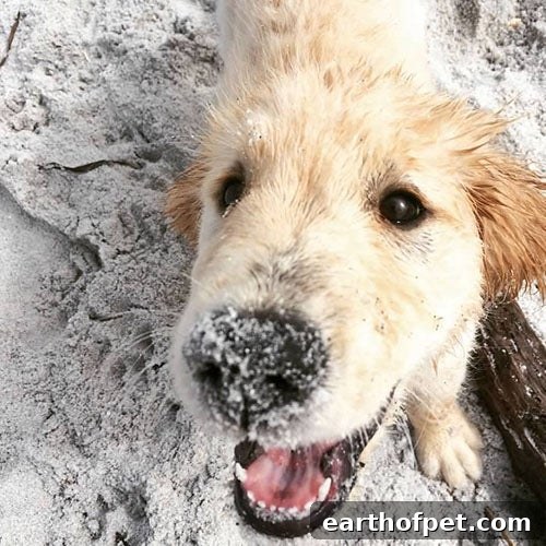 beach dog, Tips for Taking Your Dog To The Beach