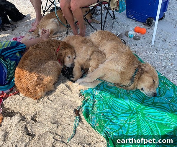 shade, Tips for Taking Your Dog To The Beach
