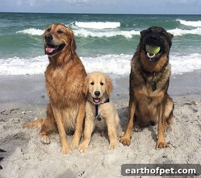socializing, Tips for Taking Your Dog To The Beach