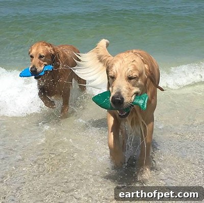 toys, Tips for Taking Your Dog To The Beach