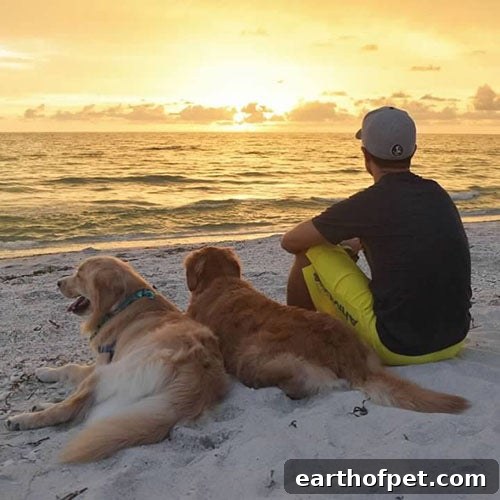 sunset, Tips for Taking Your Dog To The Beach