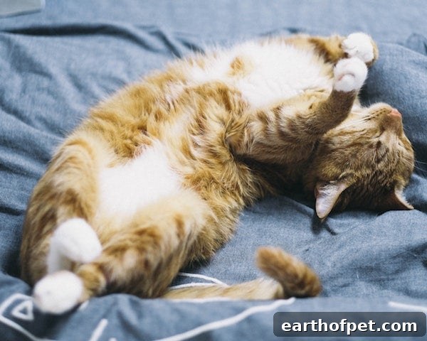 sleeping cat 3, Why Do Cats Sleep So Much