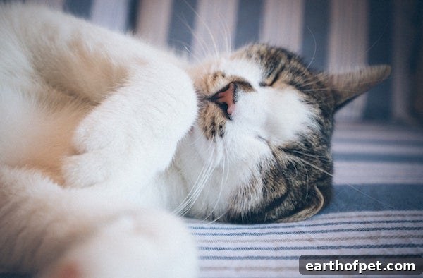 sleeping cat 2, Why Do Cats Sleep So Much