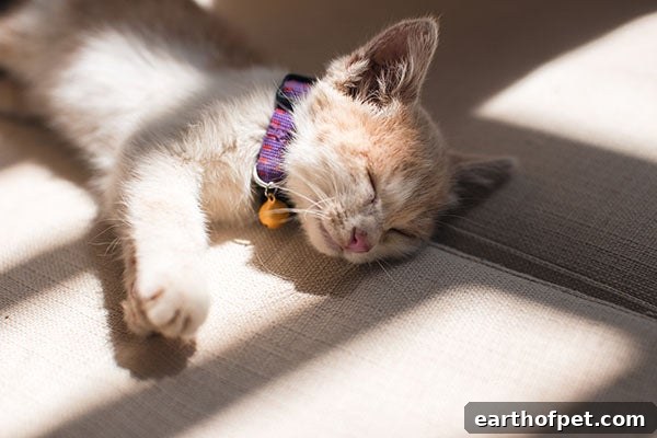 Tips for When You're Grieving The Loss of a Beloved Pet