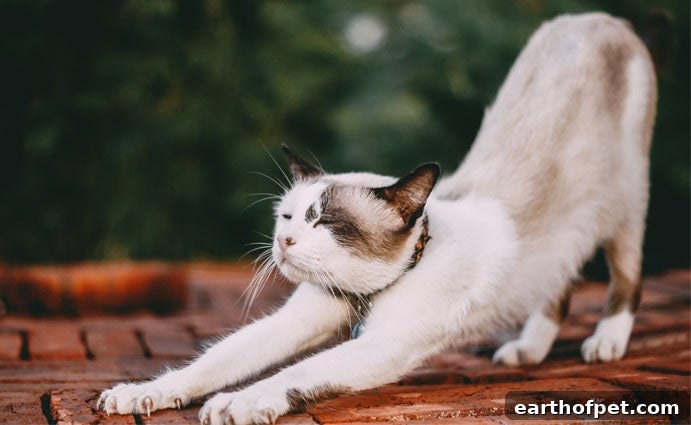Why is Exercise Important for Cats?