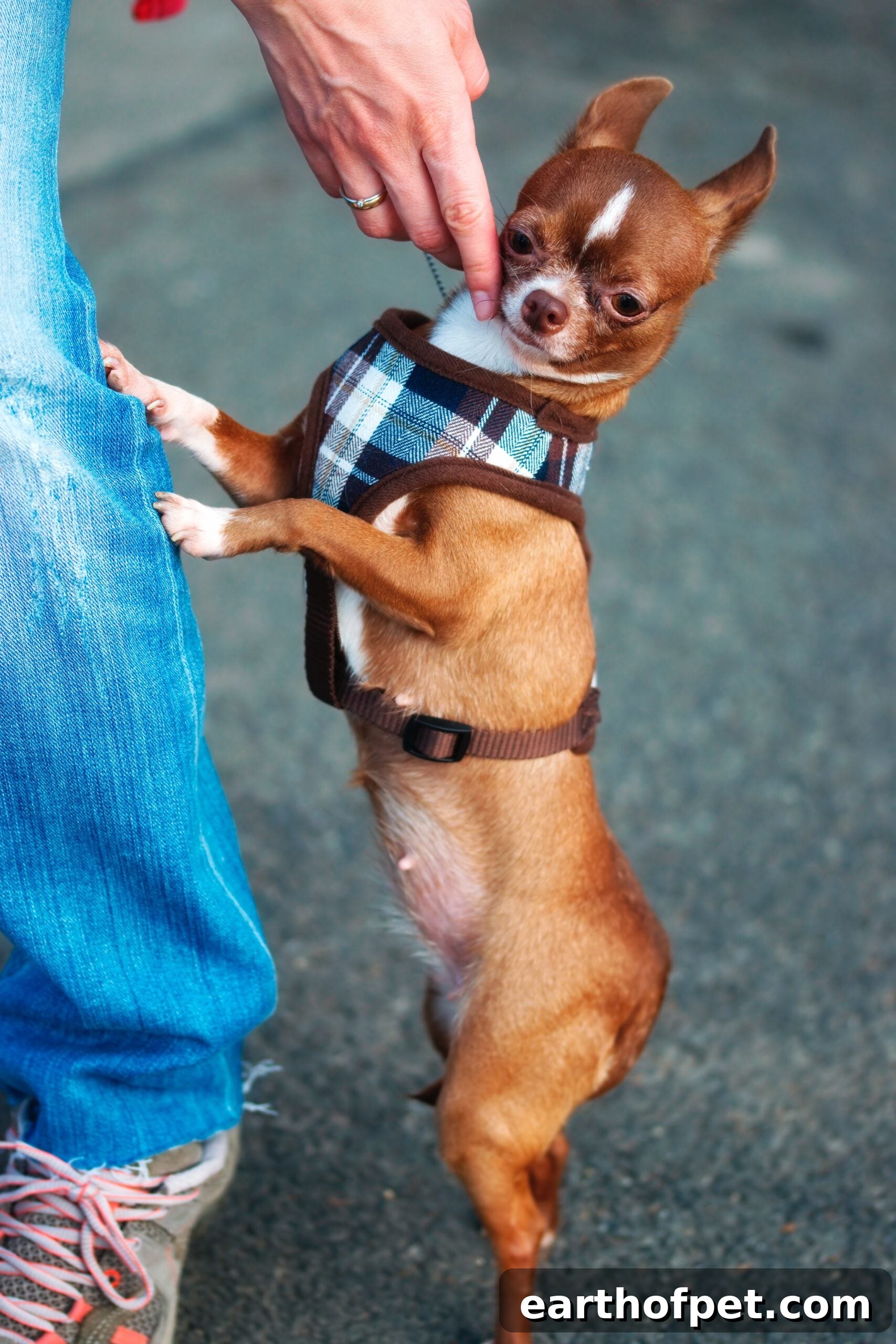 Fun Facts About Chihuahuas