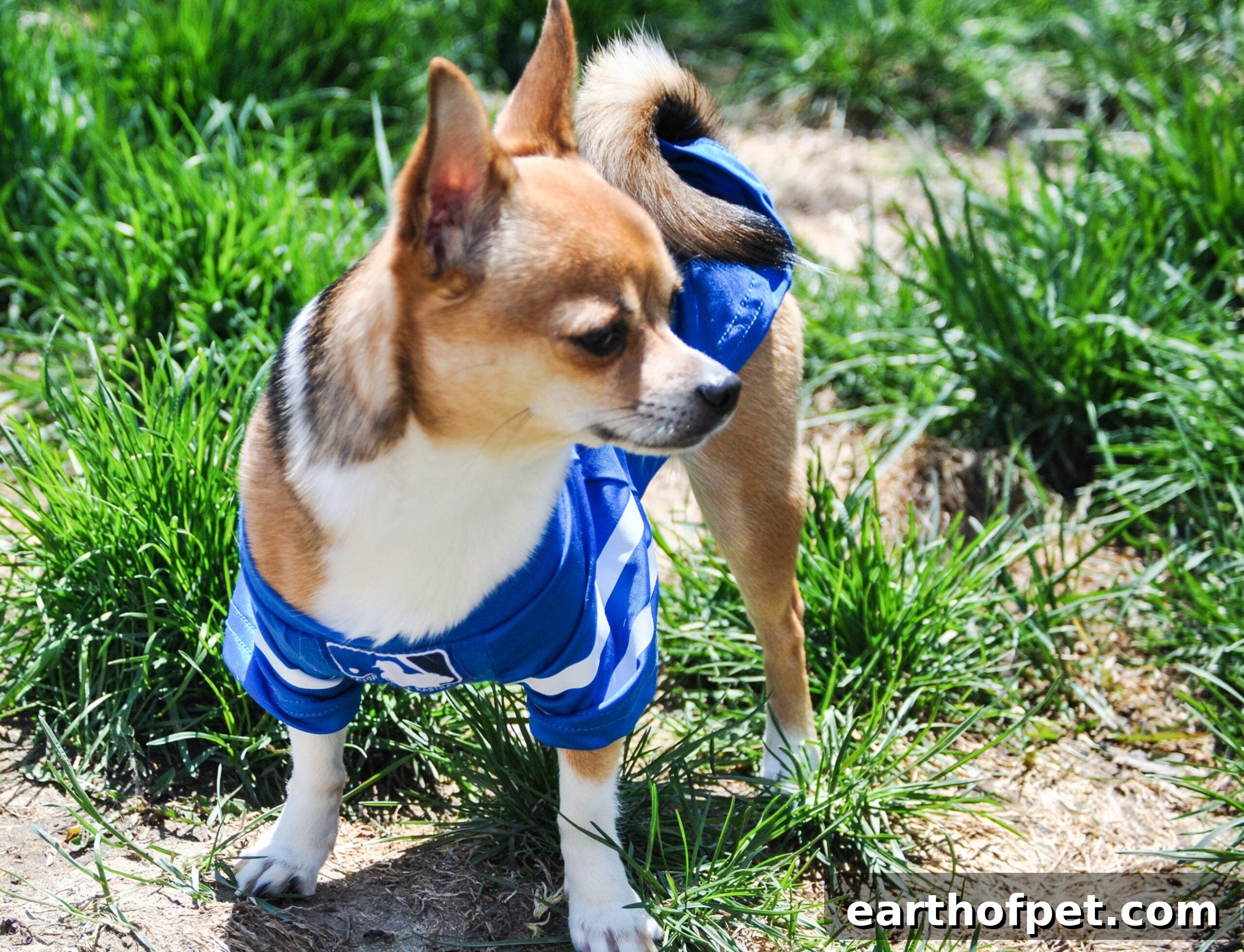 Fun Facts About Chihuahuas