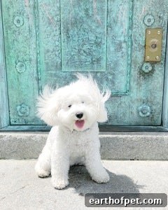 Winners of the 2019 Small Breed Photo Contest