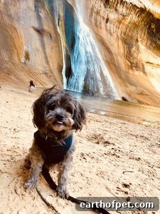 Winners of the 2019 Small Breed Photo Contest