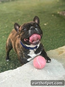 Winners of the 2019 Small Breed Photo Contest
