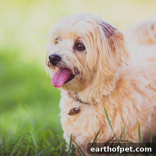 Small Breed Dogs That Don't Shed