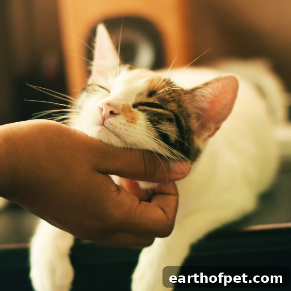 Essential Oils and Cats