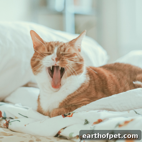Essential Oils and Cats