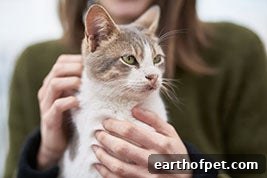 Adopt A Shelter Pet: Cat