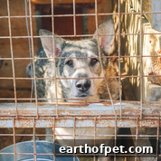 Adopt a Shelter Pet: Dog in crate