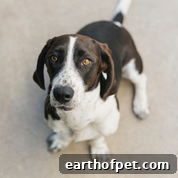 Adopt a Shelter Pet: small dog