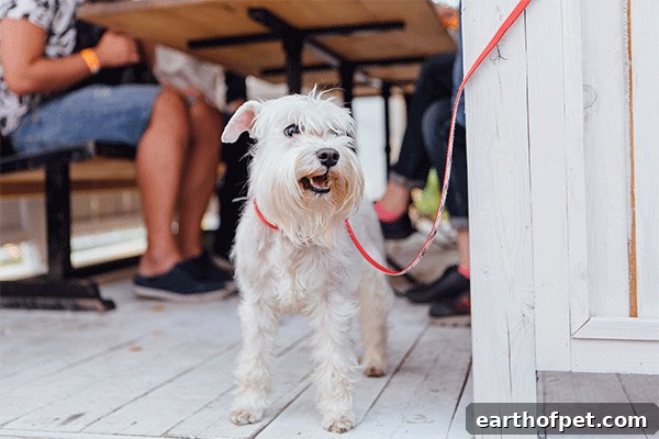 West Highland Terrier in Key West Florida, Best Spring Break Destinations for Dog Lovers