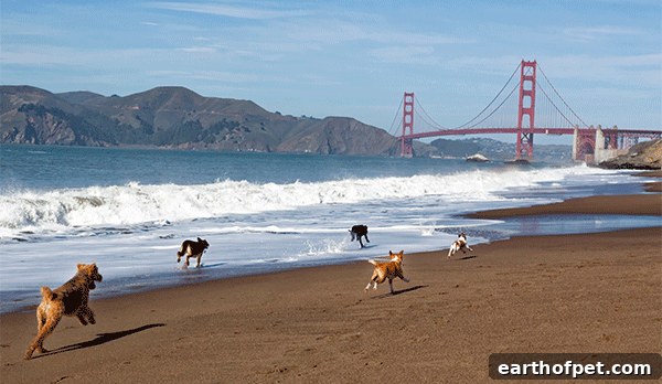 dogs running on beach in San Francisco near Golden Gate Bridge, Best Spring Break Destinations for Dog Lovers