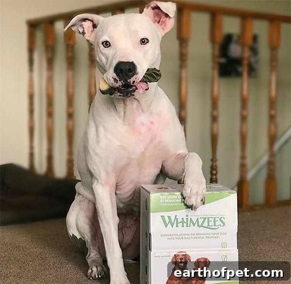 pit bull with WHIMZEES dental chews for dogs, Why is Doggie Dental Care So Important?