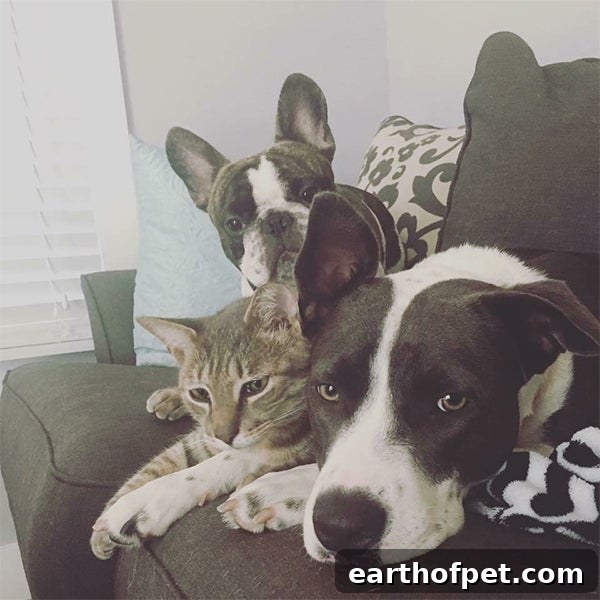 dogs and cat snuggling together, Say ‘I Love You’ to Your Pet In Their Language