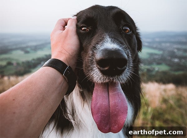 dog looking at camera, Say ‘I Love You’ to Your Pet In Their Language