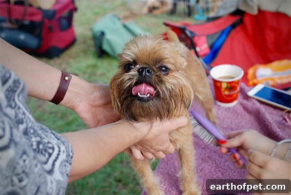 dog getting brushed
