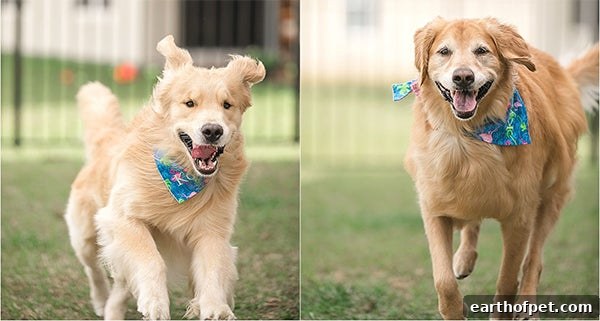 new puppy and dog running after being introduces
