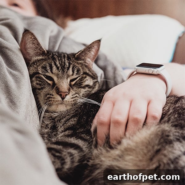 person snuggling with cat, healthy cat food