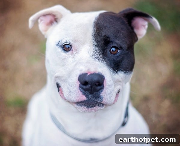 pit bull dog smiling, wellness pet food