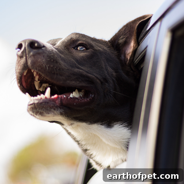 pit bull in car