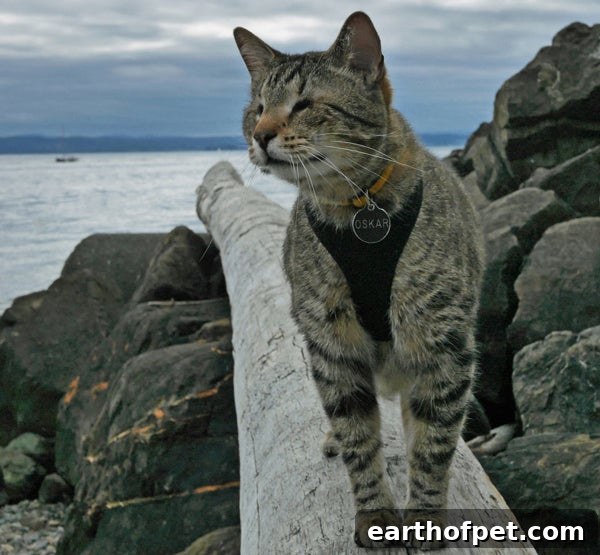 klaus hiking, Caring for a Pet with Special Needs