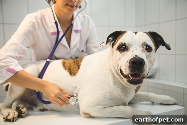 dog at veterinarian, How Much Will a Vet Visit Cost?