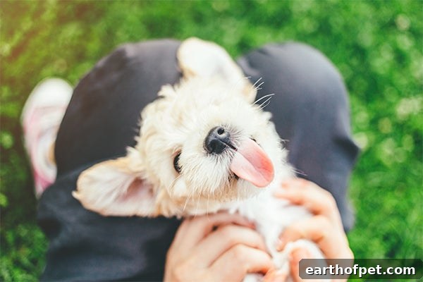 dog with owner, How Much Will a Vet Visit Cost?