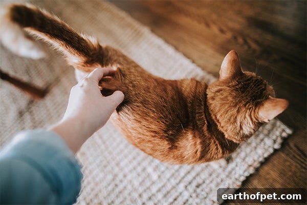 Orange cat, 5 Facts About Ginger Cats & Their Personalities