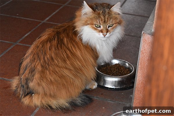Ticked orange tabby cat, 5 Facts About Ginger Cats & Their Personalities