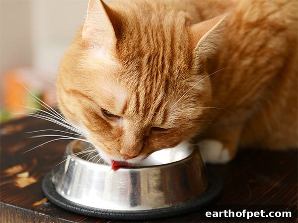 orange cat, 5 Facts About Ginger Cats & Their Personalities