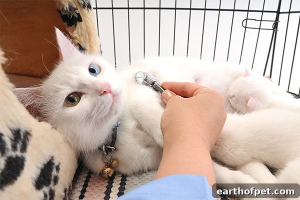 cat at veterinarian, Cats Who Aren’t Taken to the Veterinarian