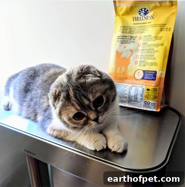 cat sitting, Cats Who Aren’t Taken to the Veterinarian