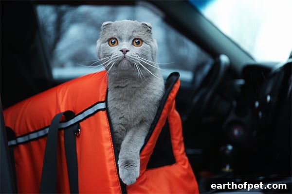 cat in car in carrier, Cats Who Aren’t Taken to the Veterinarian