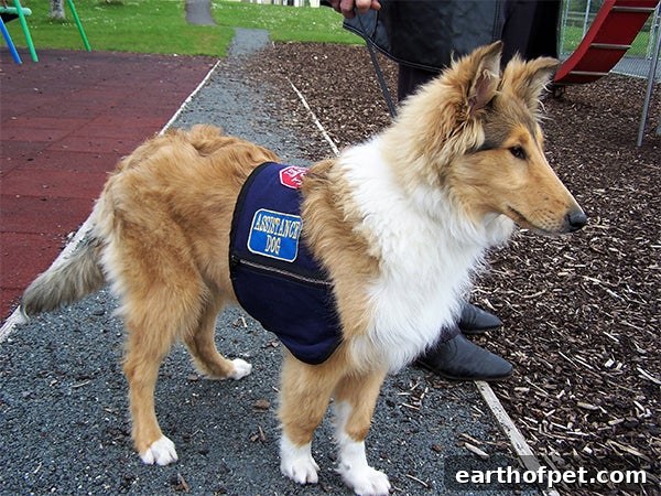 service dog assistance dog