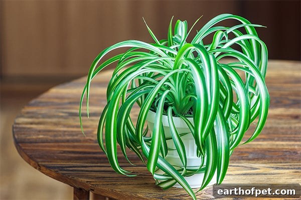 spider plant pet safe plants, 10 Beautiful Indoor Plants That Are Pet Safe