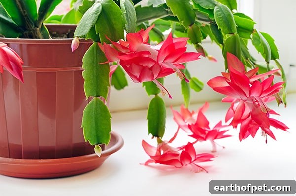 christmas cactus pet safe, 10 Beautiful Indoor Plants That Are Pet Safe