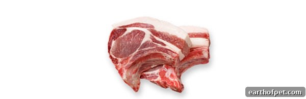 lamb