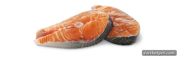 Salmon