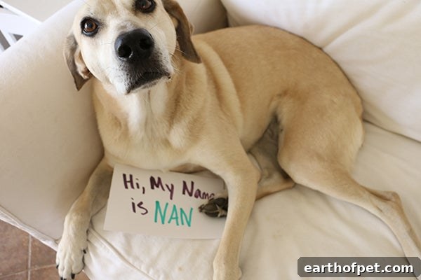 how to choose a name for your pet, Picking a Good Pet Name