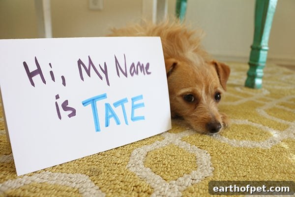 how to choose a name for your pet, Picking a Good Pet Name