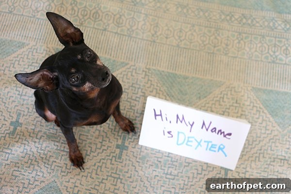 how to choose a name for your pet