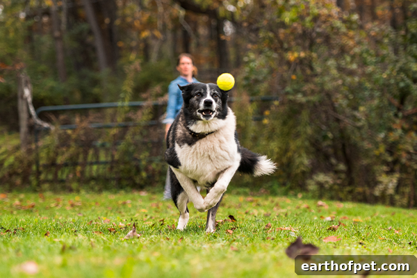 What Is The Best Kibble For Dogs?