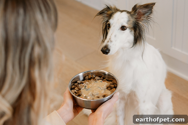 What Is The Best Kibble For Dogs?